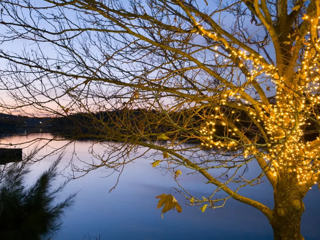 Tree Lights Reflection
