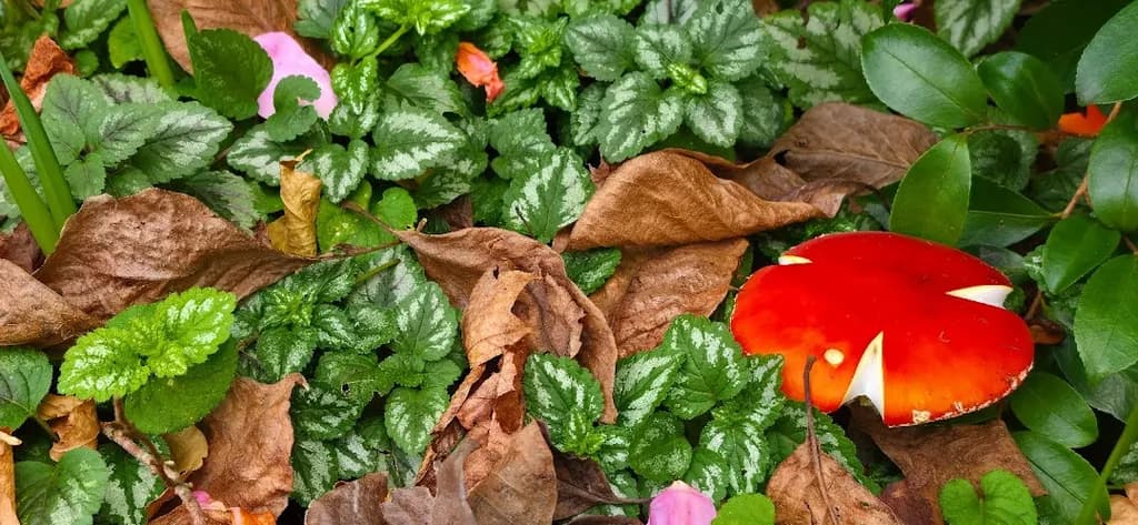 Fallen Mushroom Among Leaves