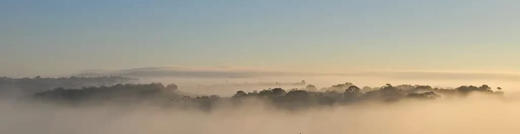 Morning Mistscape