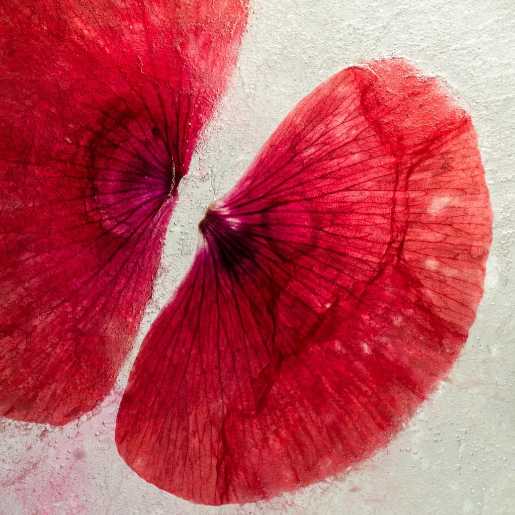 Poppy Petals in Ice