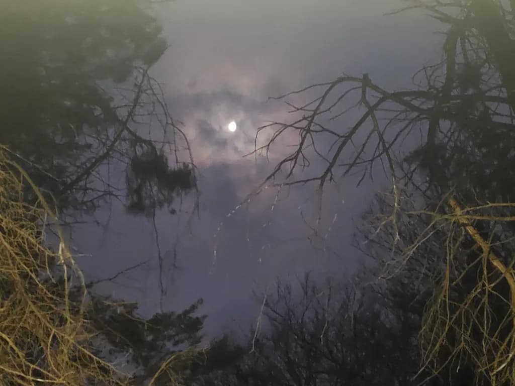 Moonlit Stillness