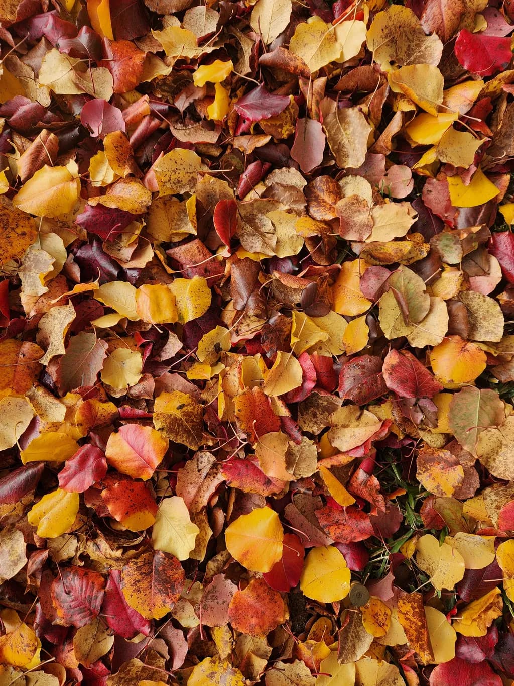 Autumn Groundcover