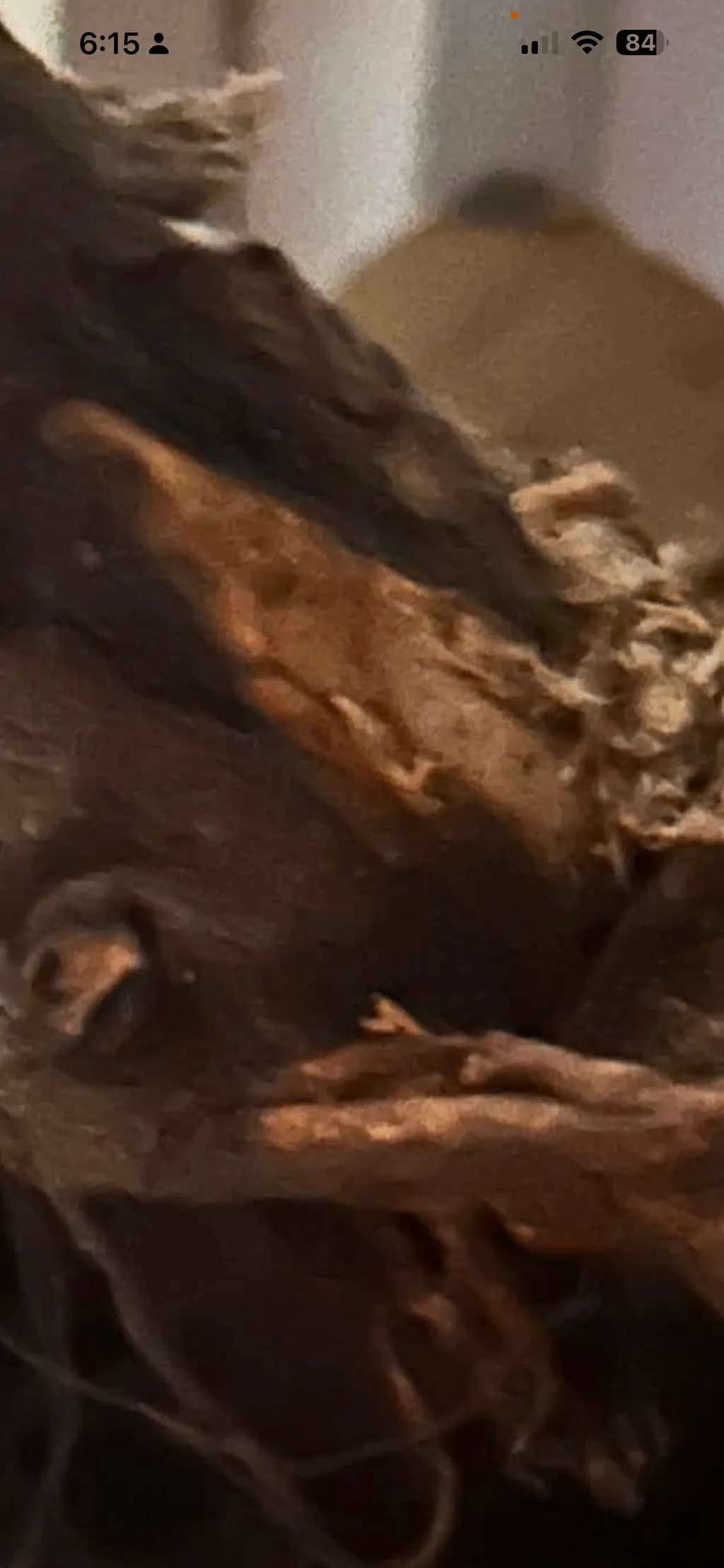 Bark Texture Closeup