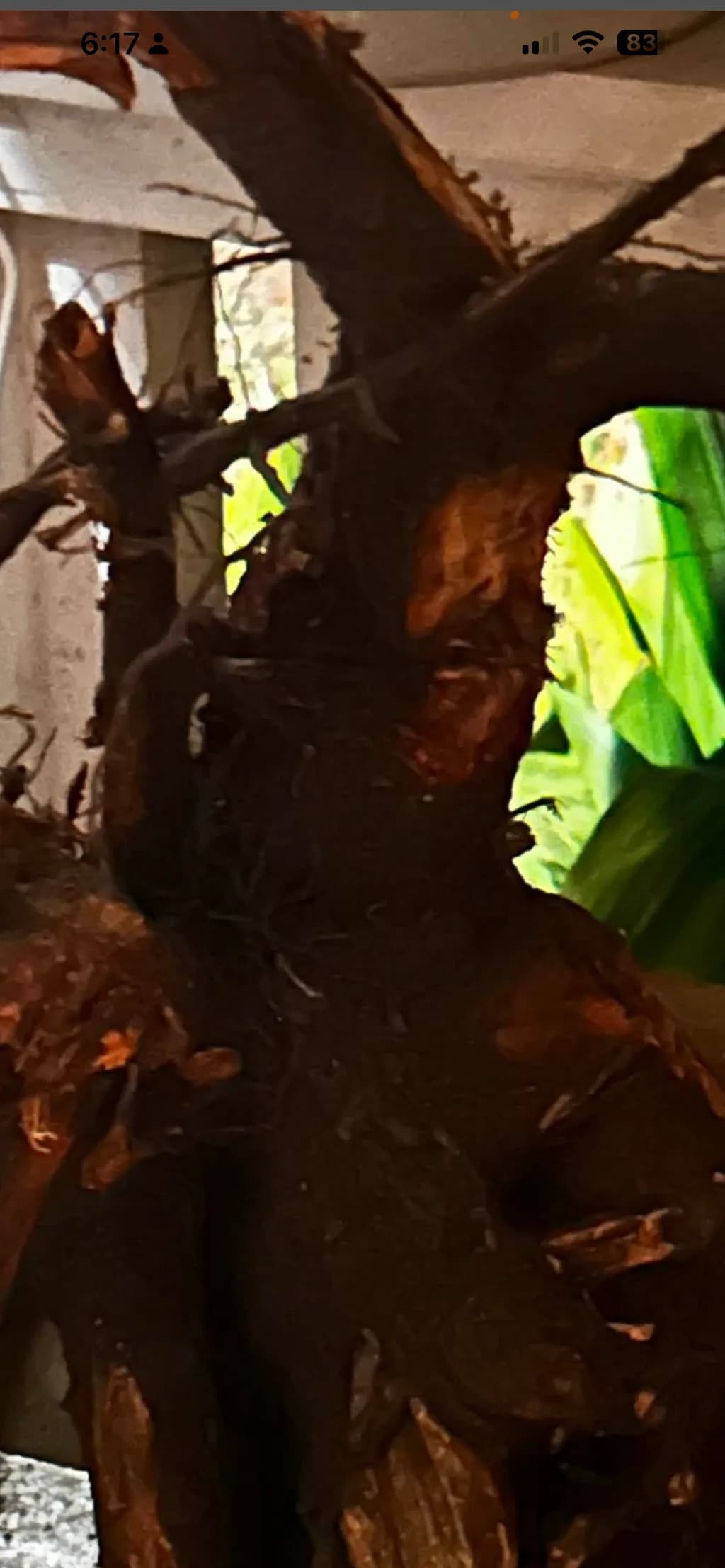 Tree Bark Texture