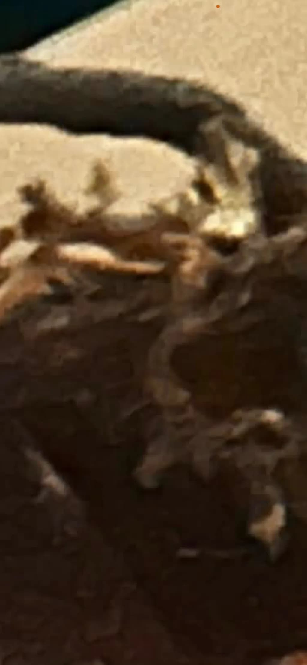 Organic Driftwood Detail