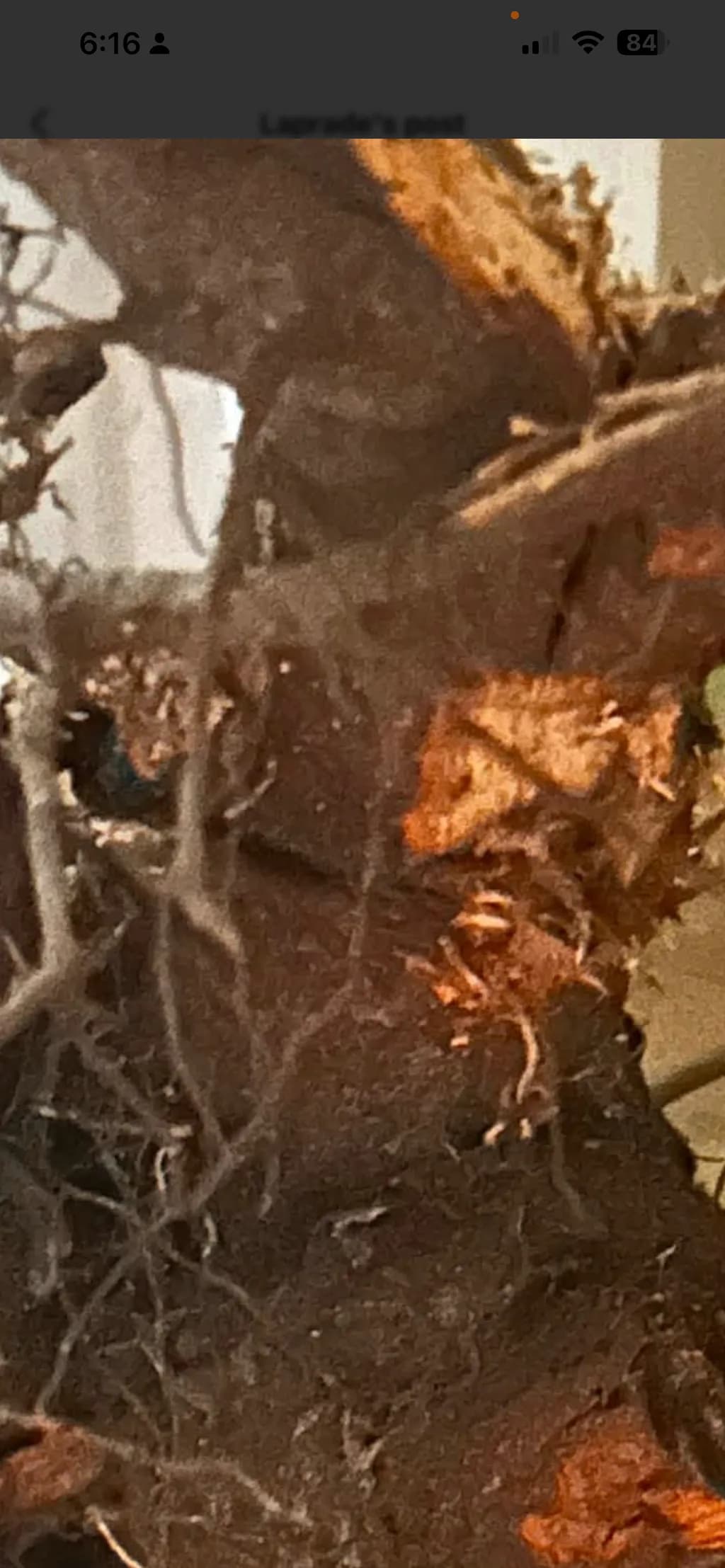 Tree Bark Tangled Roots