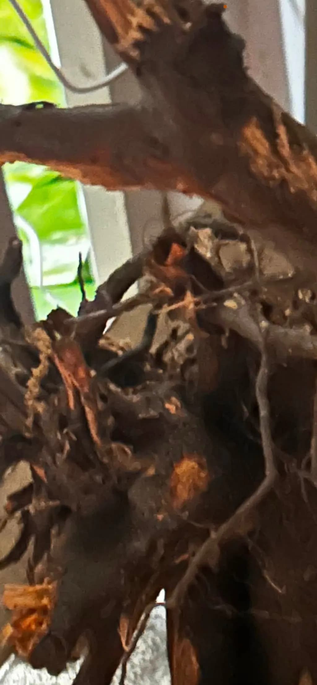 Rooted Wood Growth