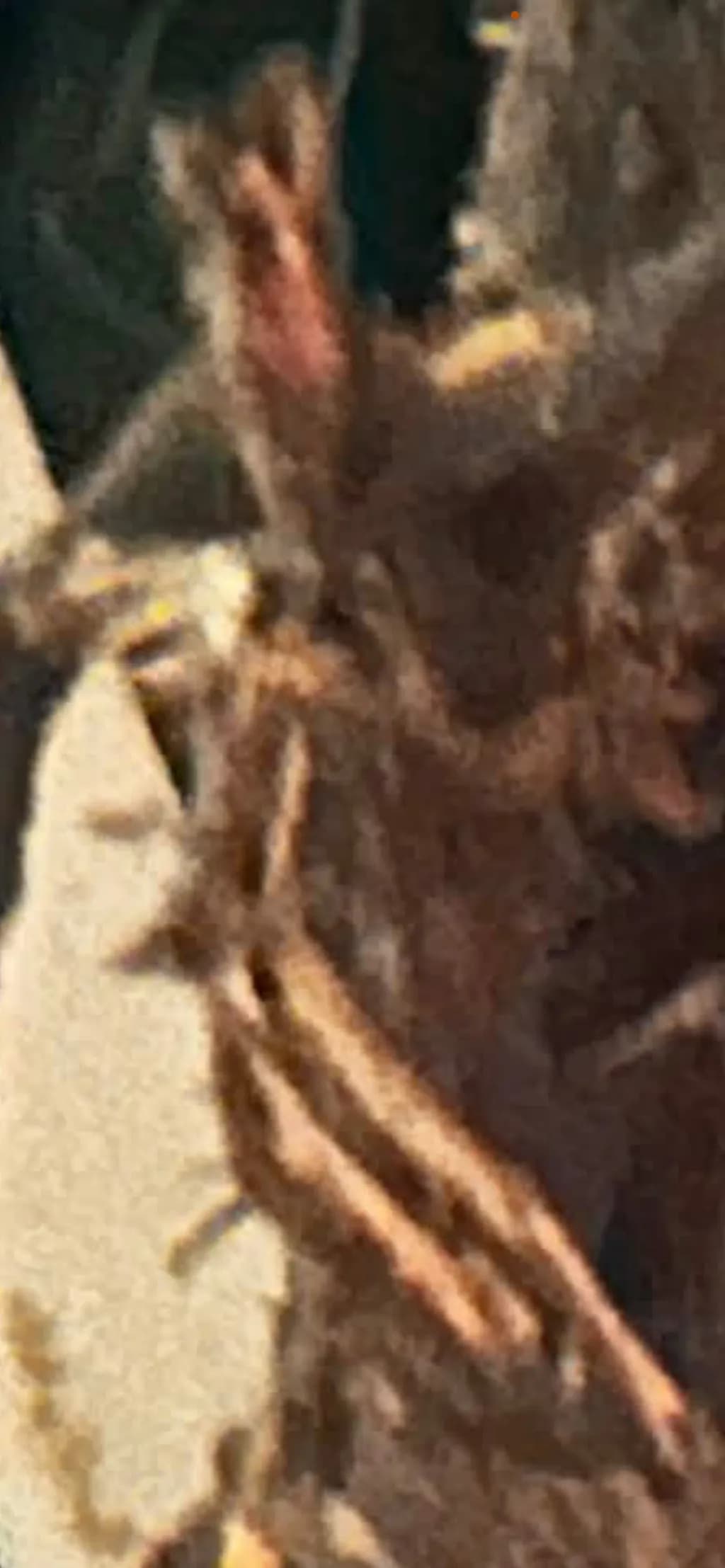 Hairy Tarantula Close-up