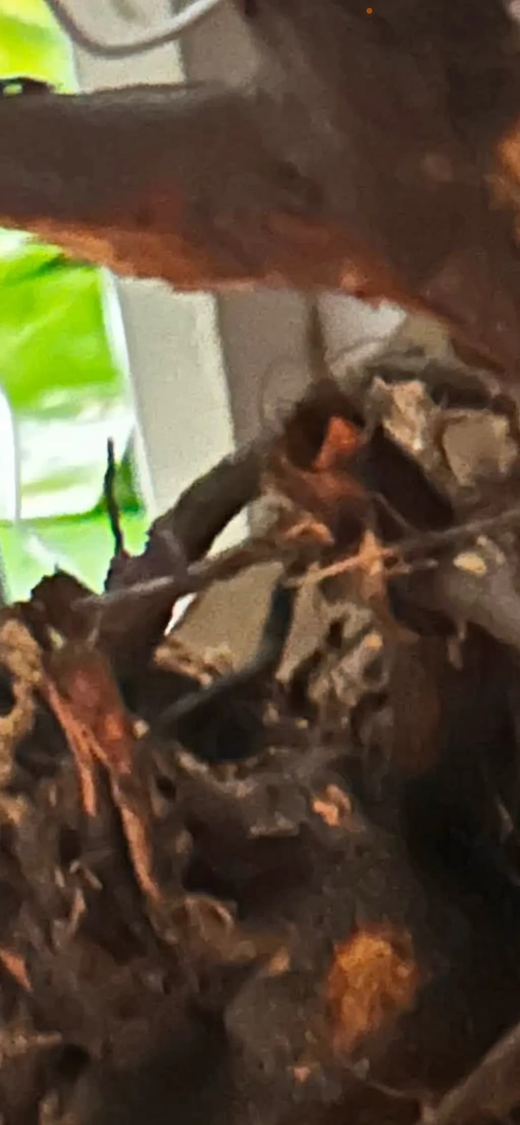 Textured Wood Roots