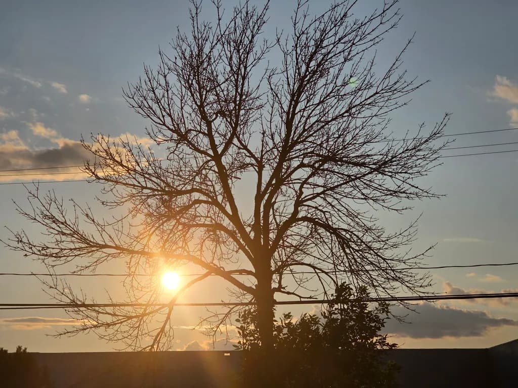 Sunset Silhouette