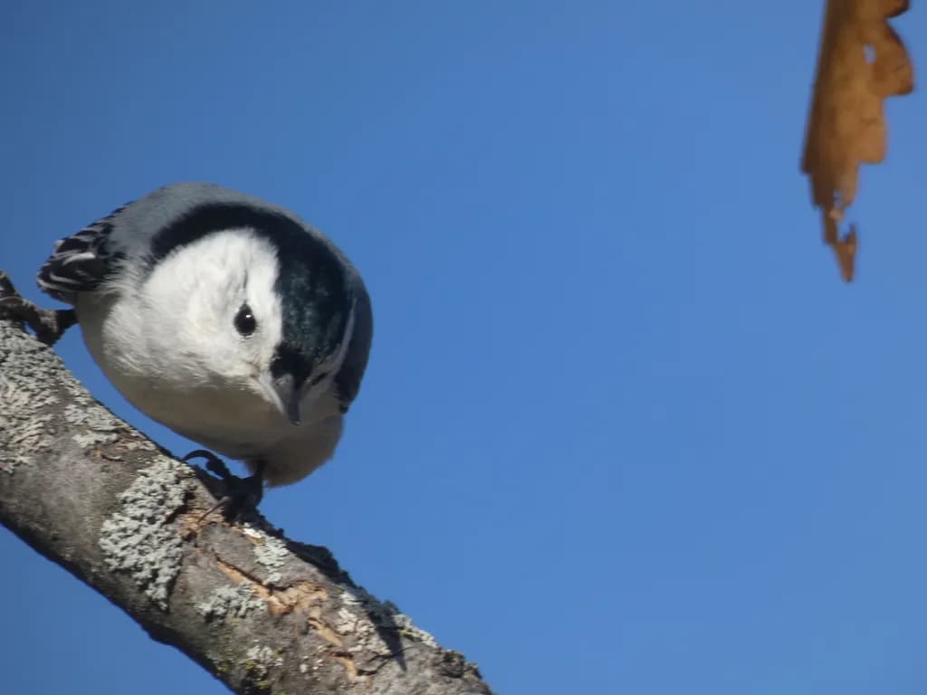 Curious Nuthatch