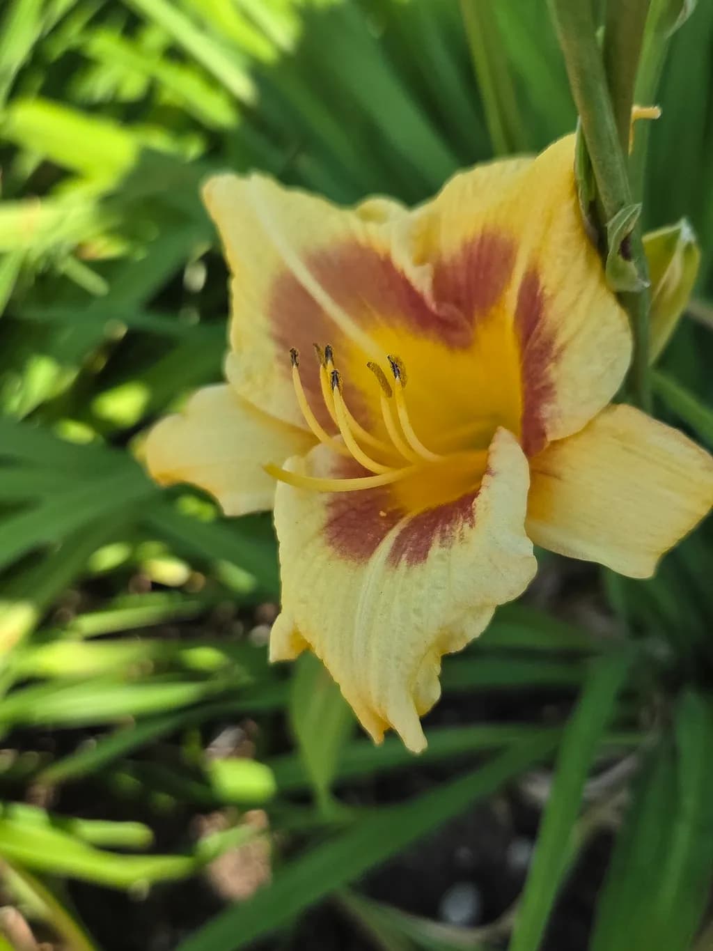 Golden Bloom
