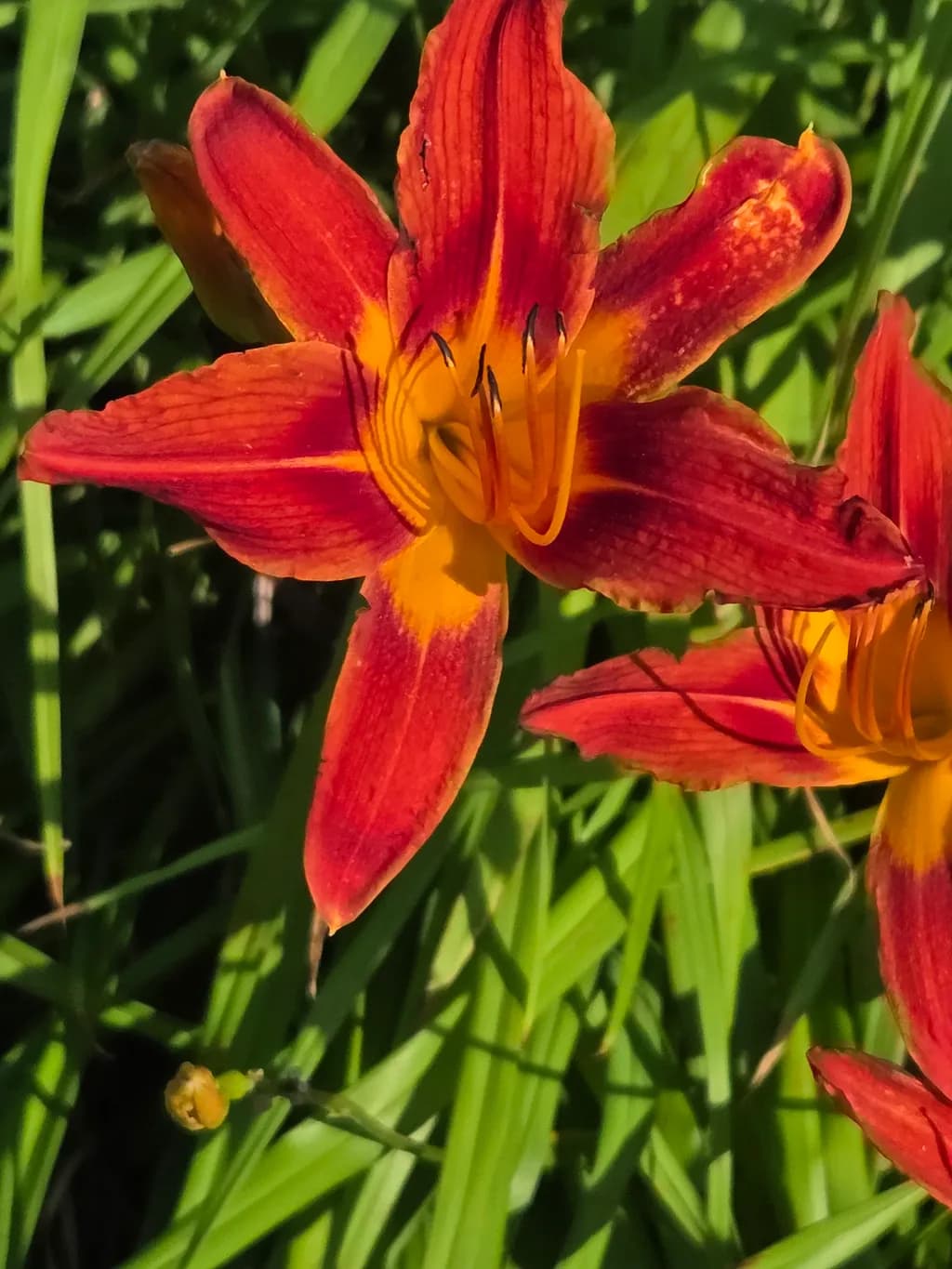 Crimson Daylily