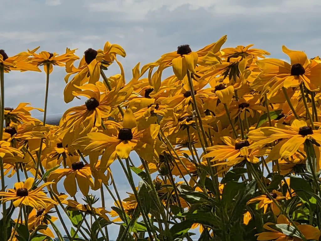 Golden Blooms