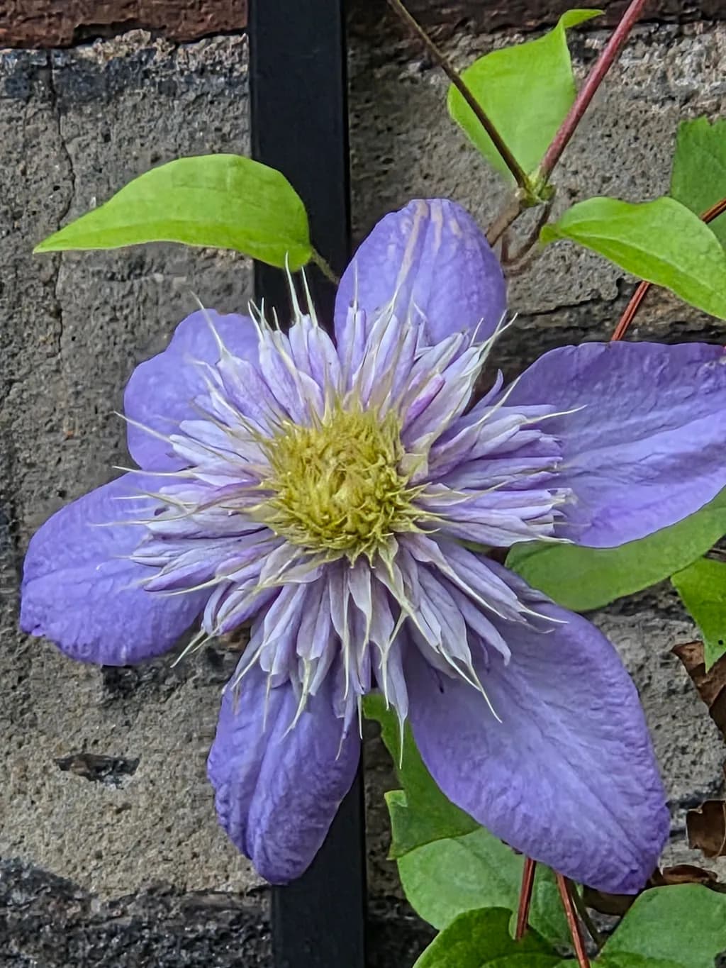 Urban Bloom