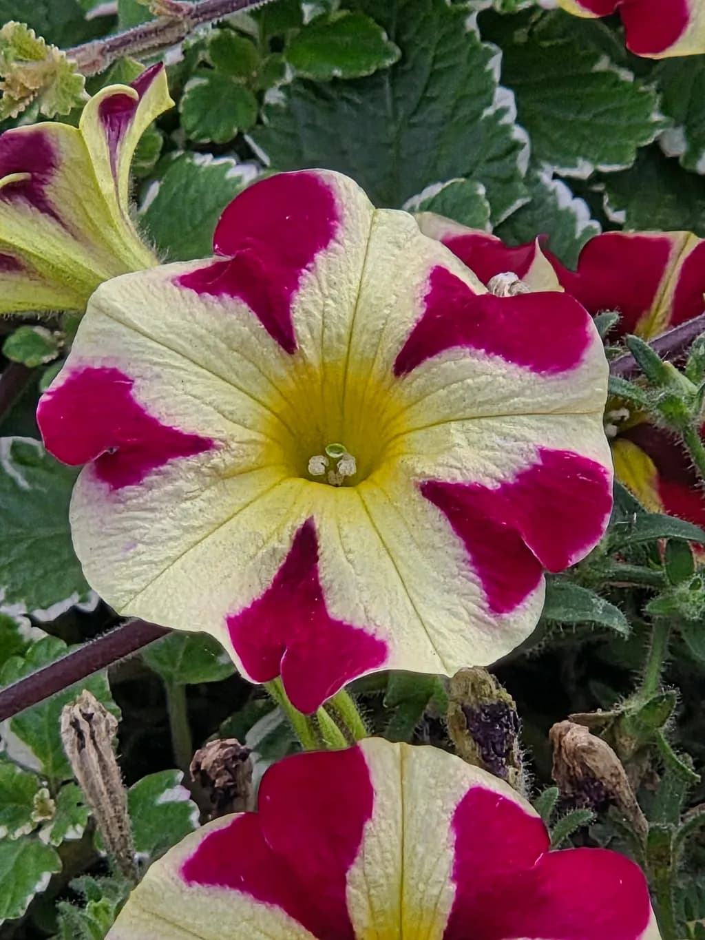 Crimson Starburst Petunia
