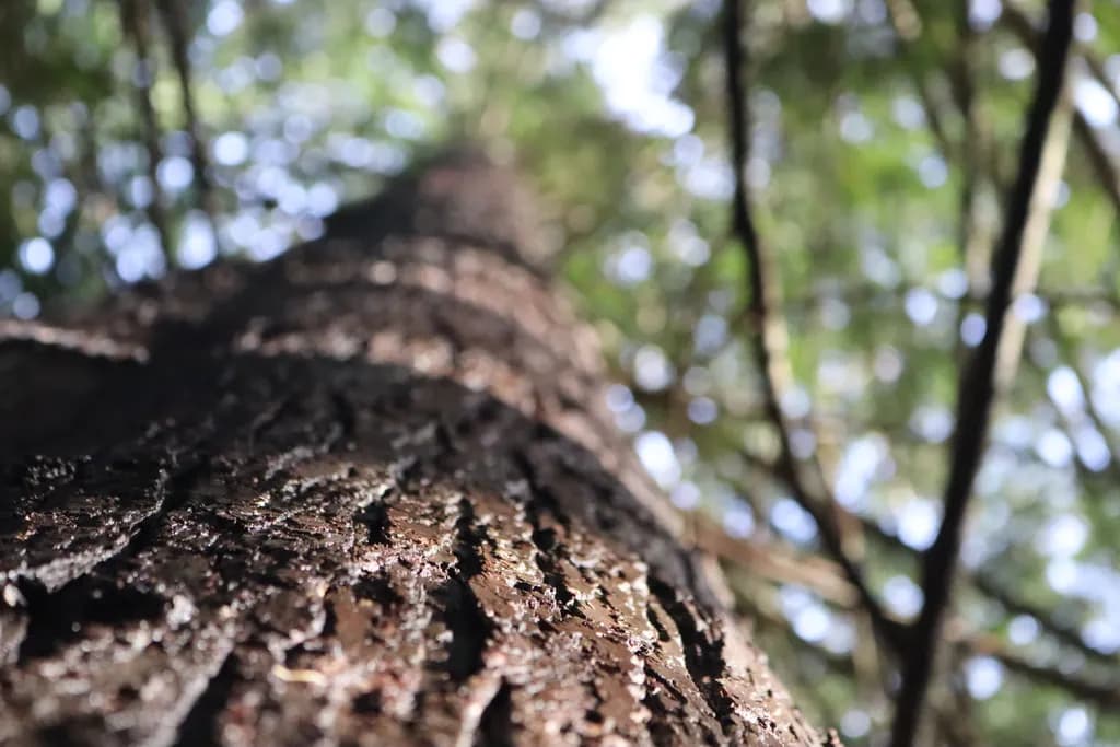 Bark Perspective