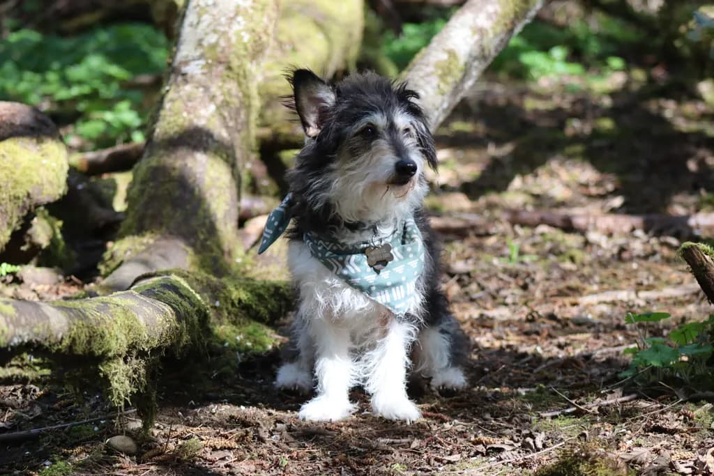 Woodland Watcher
