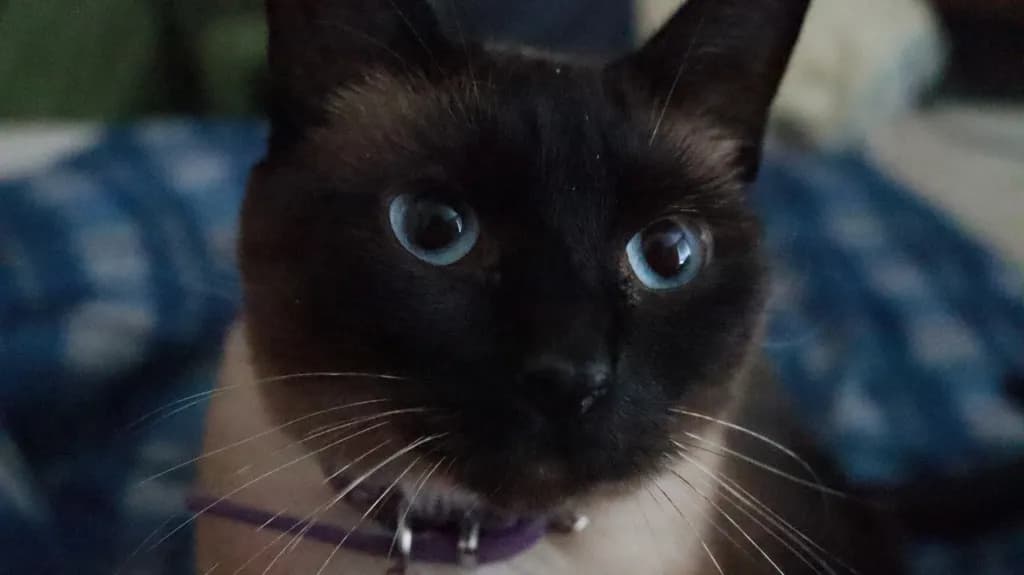 Blue Gaze