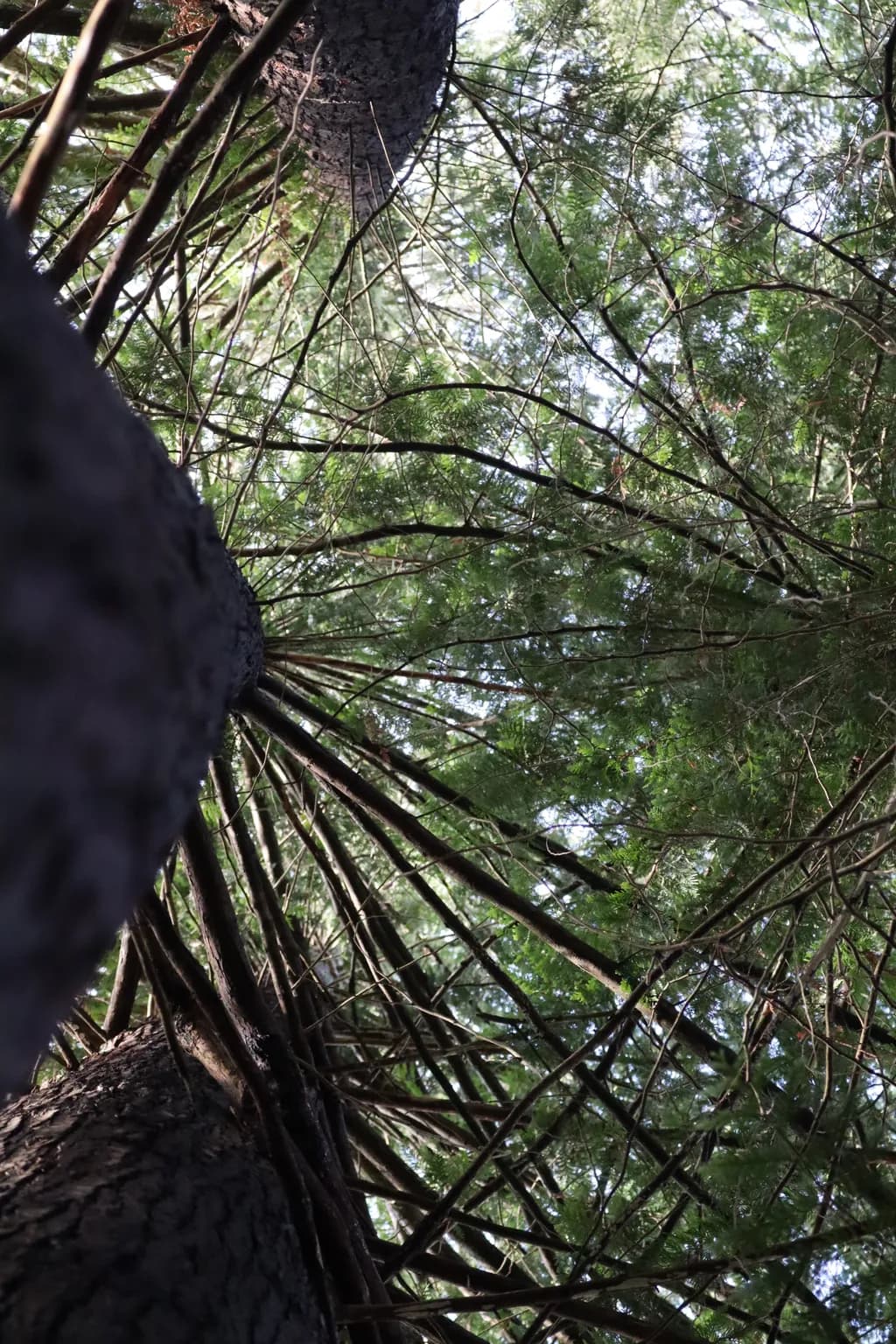 Forest Canopy View