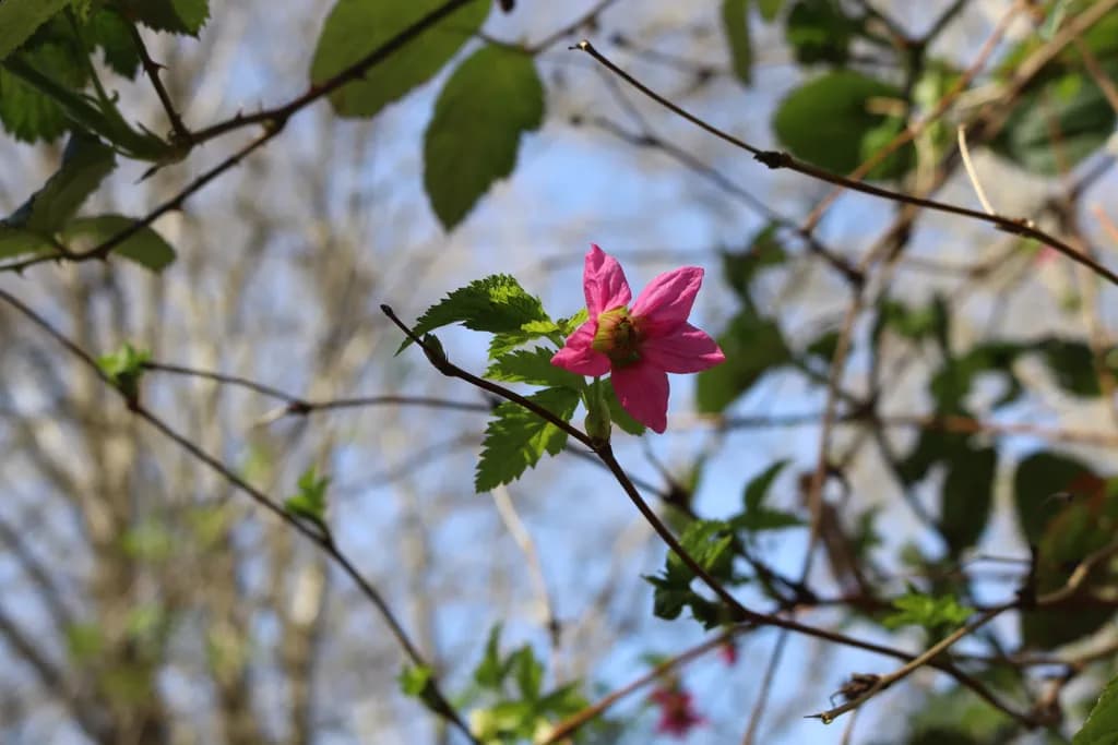 Solitary Bloom