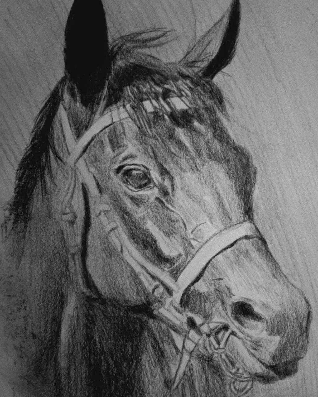 Equine Gaze