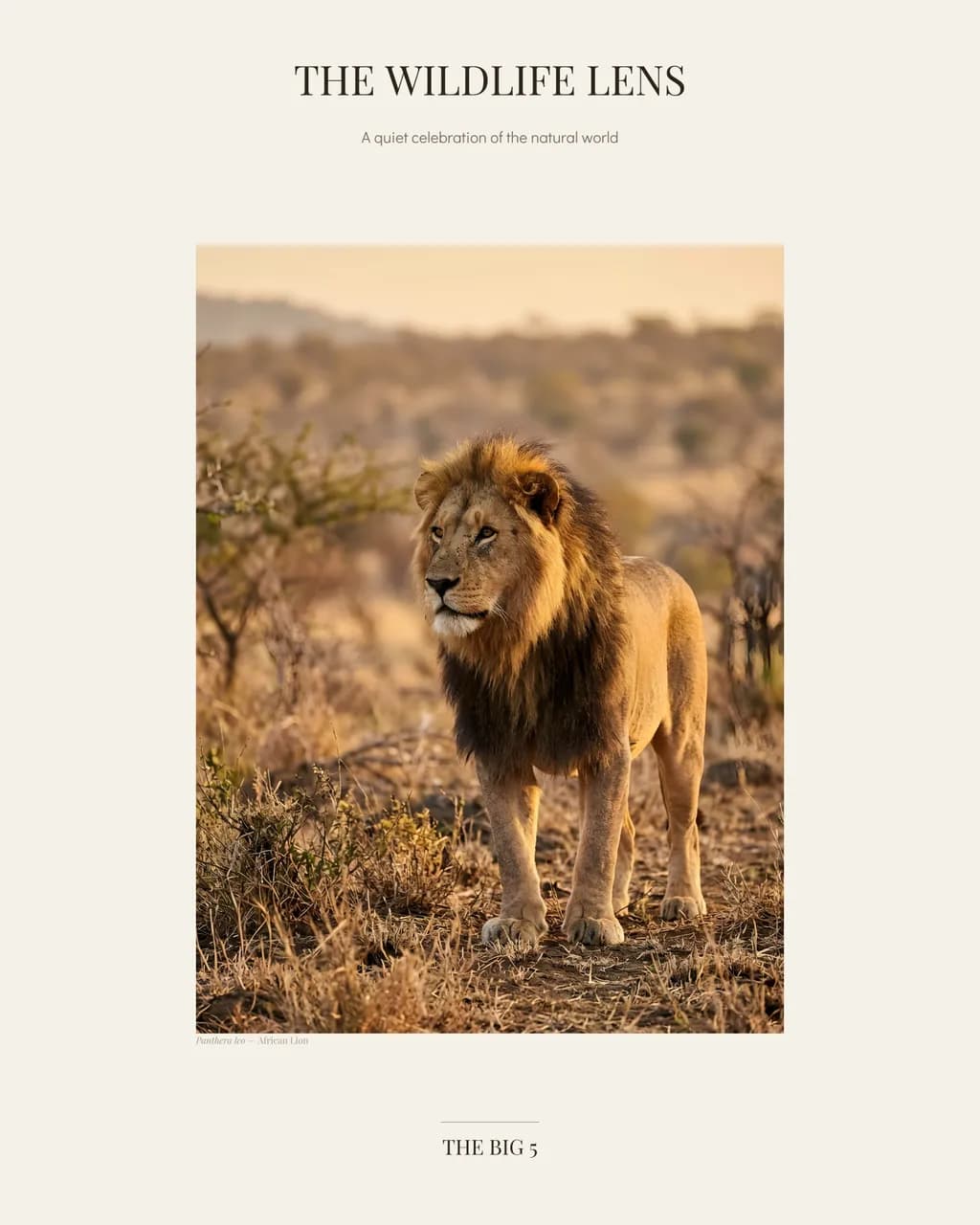 Lion Poster