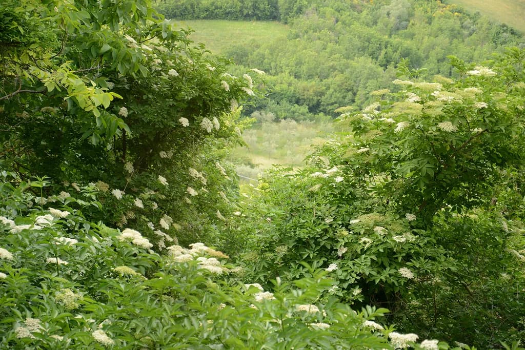 Green Valley Foliage