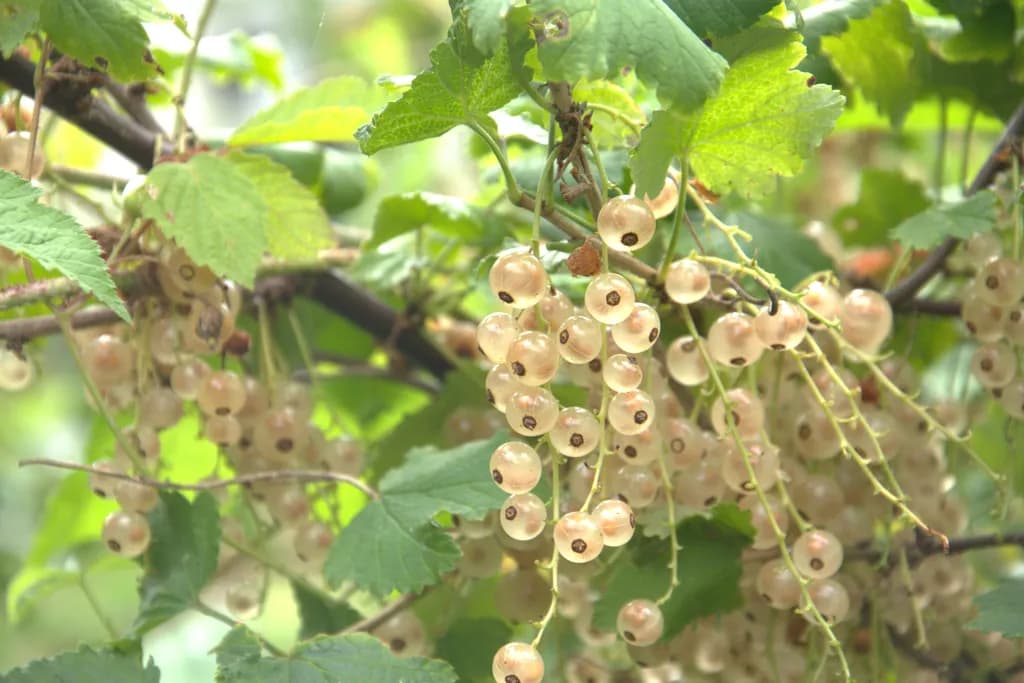 White Currants Cluster