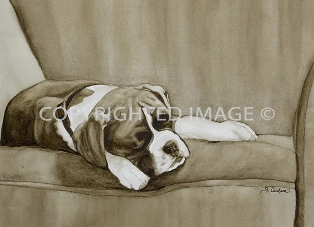 Sleeping Boxer