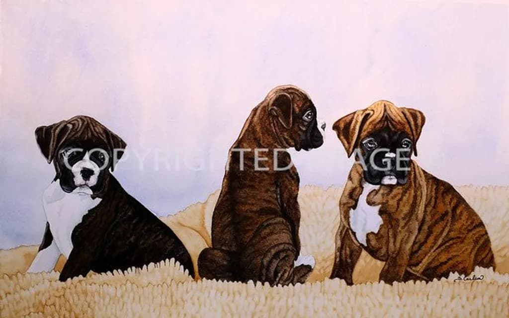 Boxer Pup Trio
