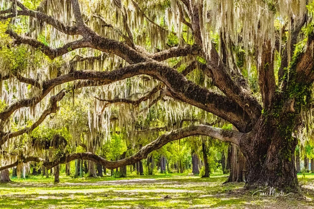 Live Oak Majesty