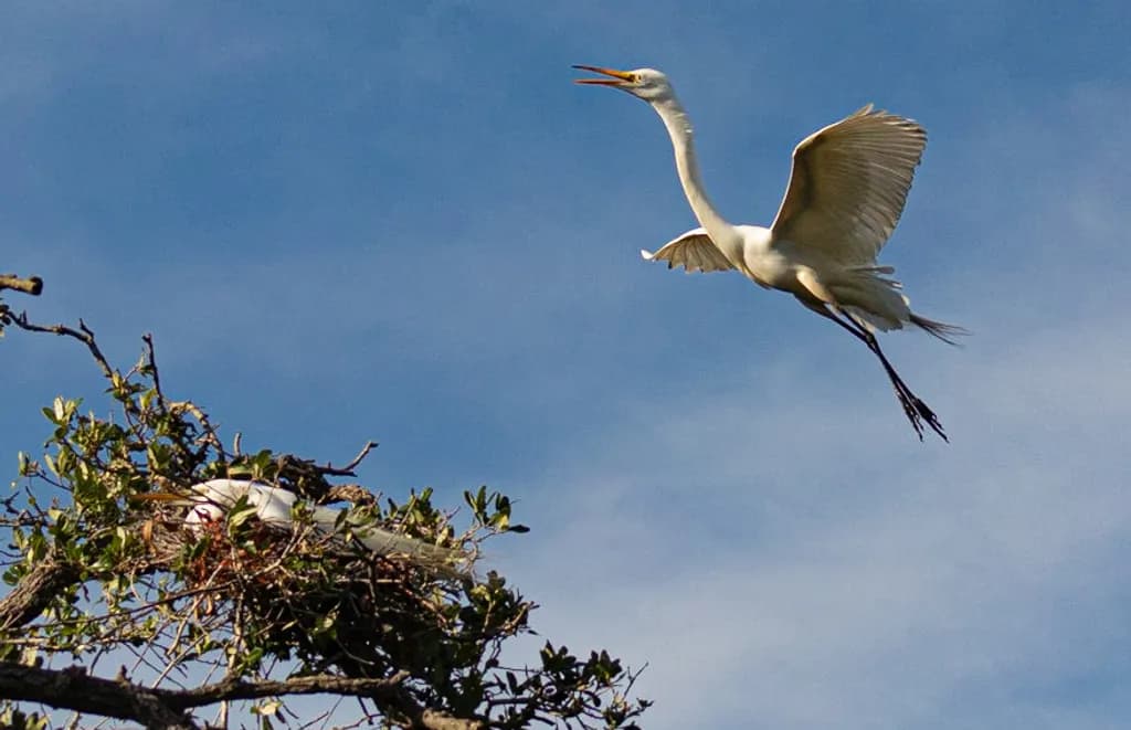 Flight from the Nest