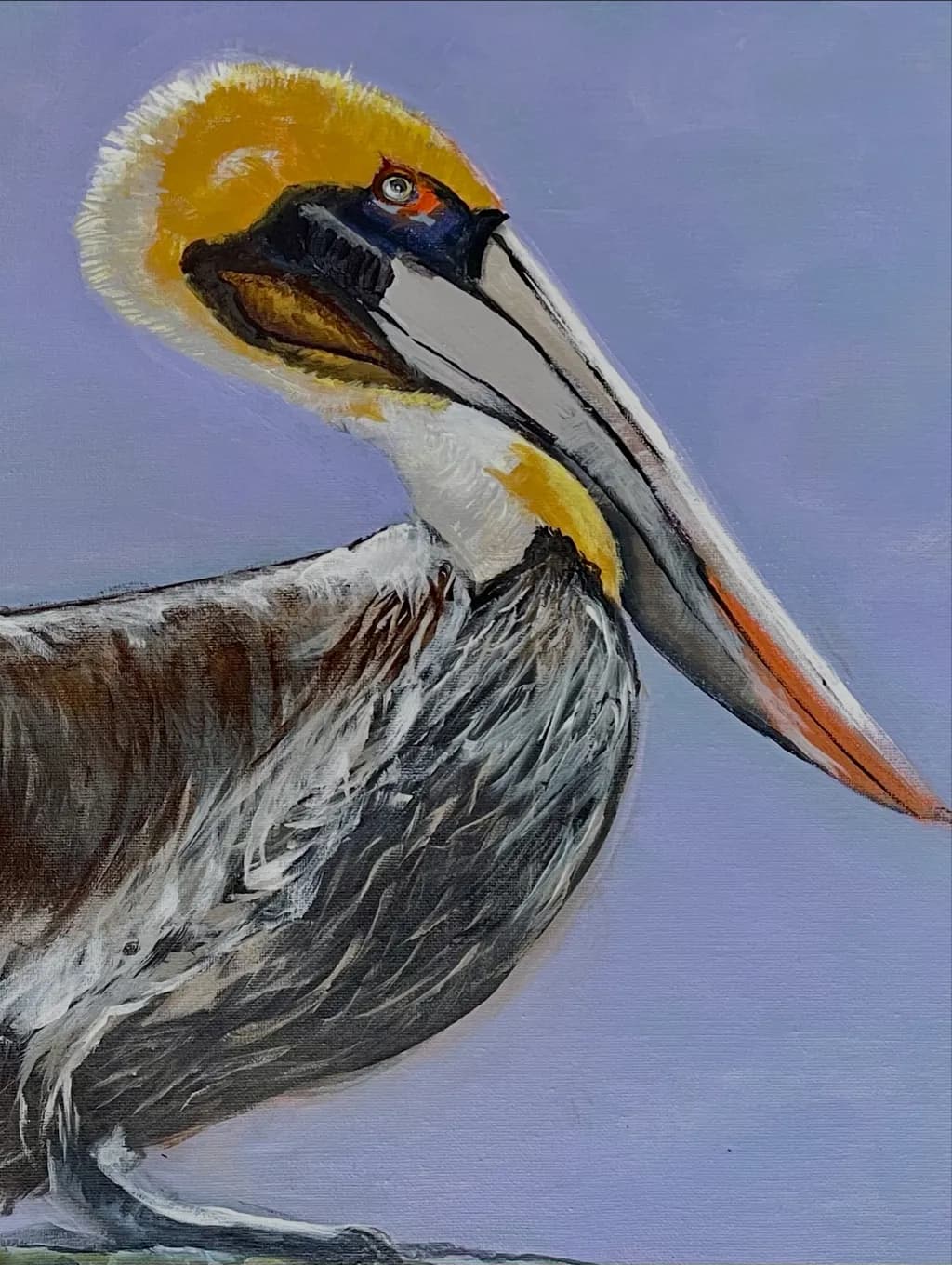 Coastal Pelican Profile