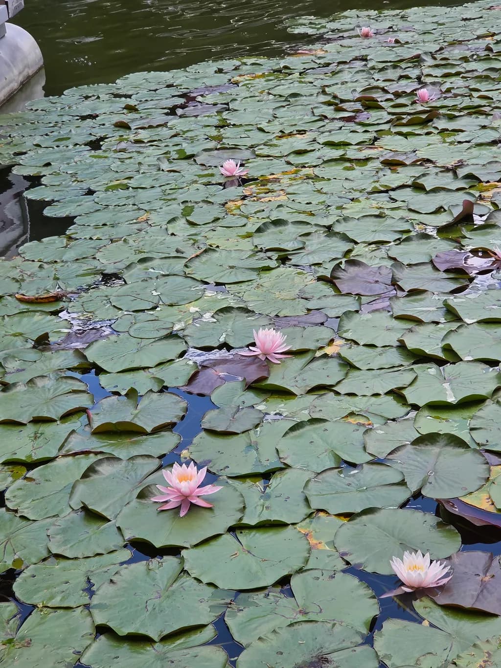 Water Lily Pond