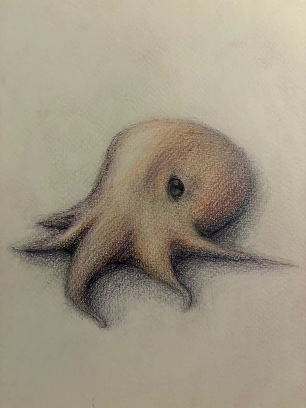 Gentle Octopus