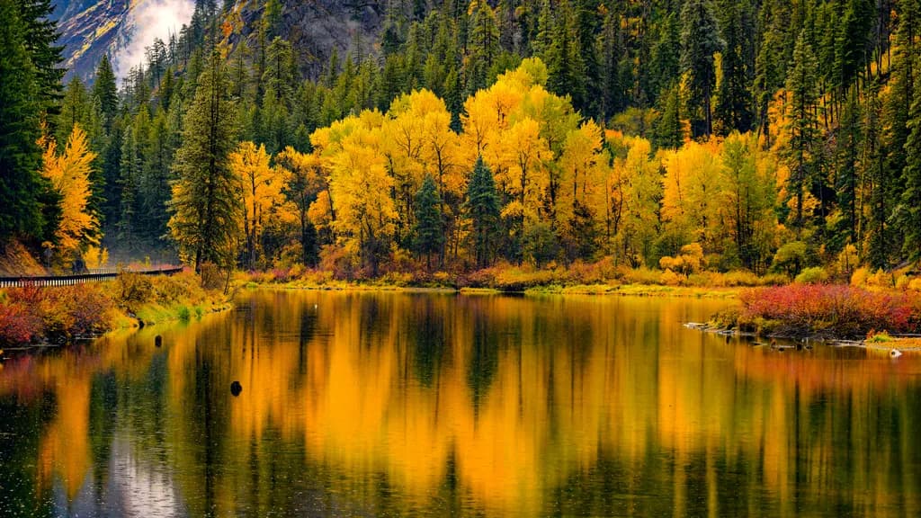 Golden Reflection