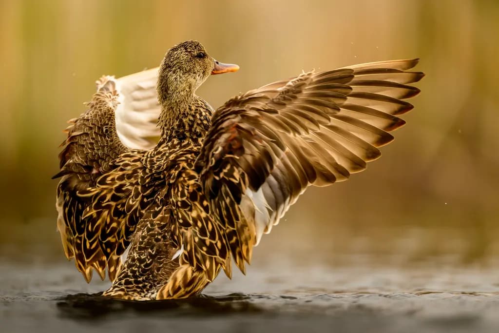 Golden Wing Stretch