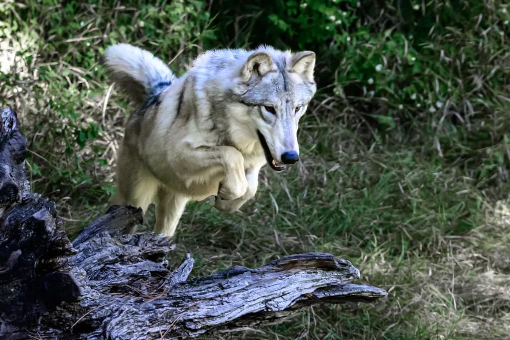 Forest Leap