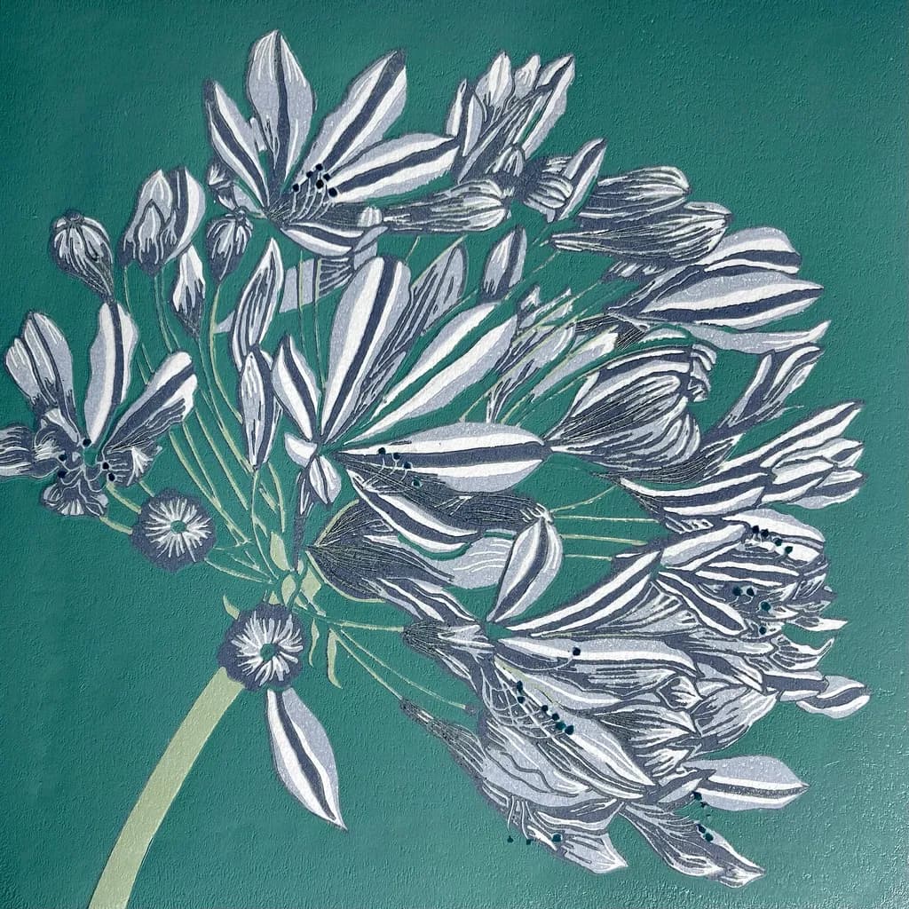 Agapanthus