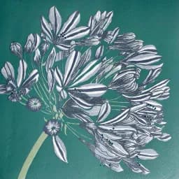 Agapanthus