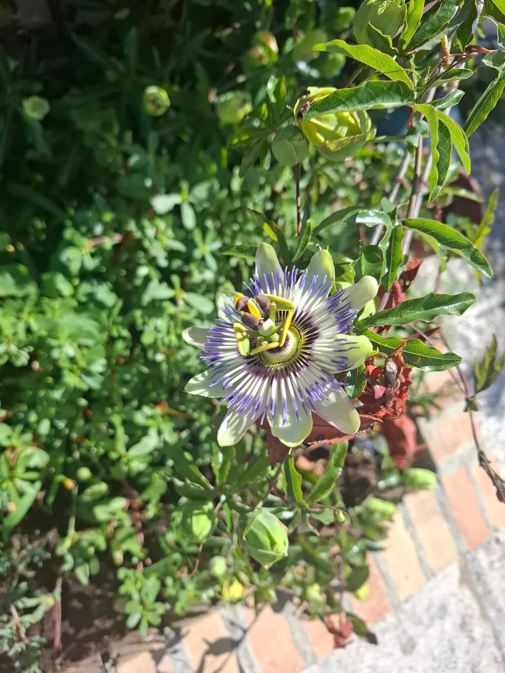 Passion Bloom