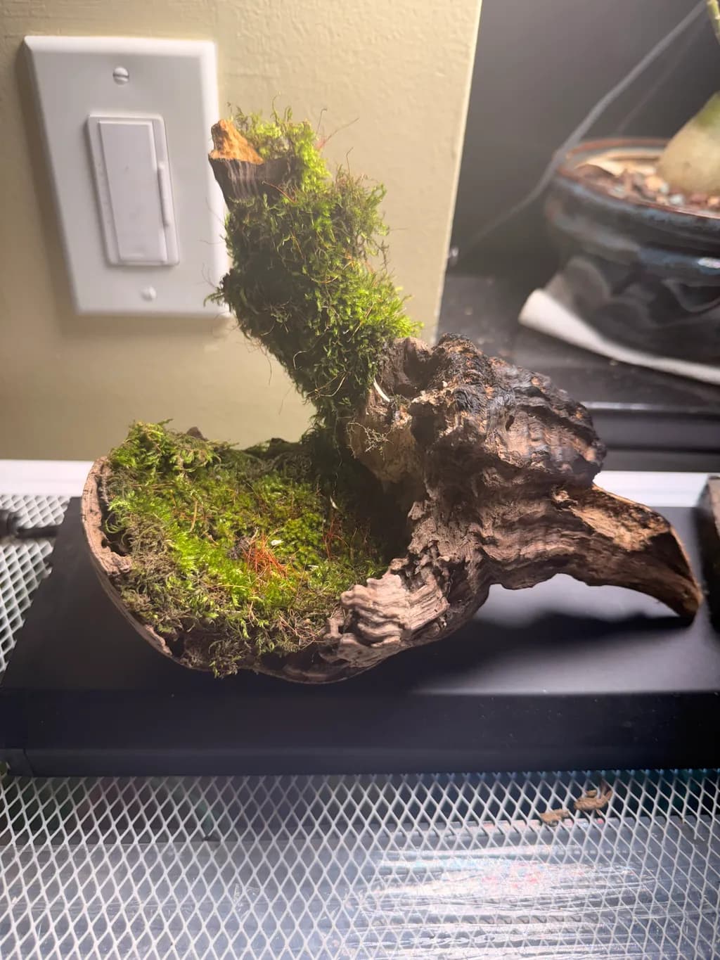 Moss Sculpture Driftwood