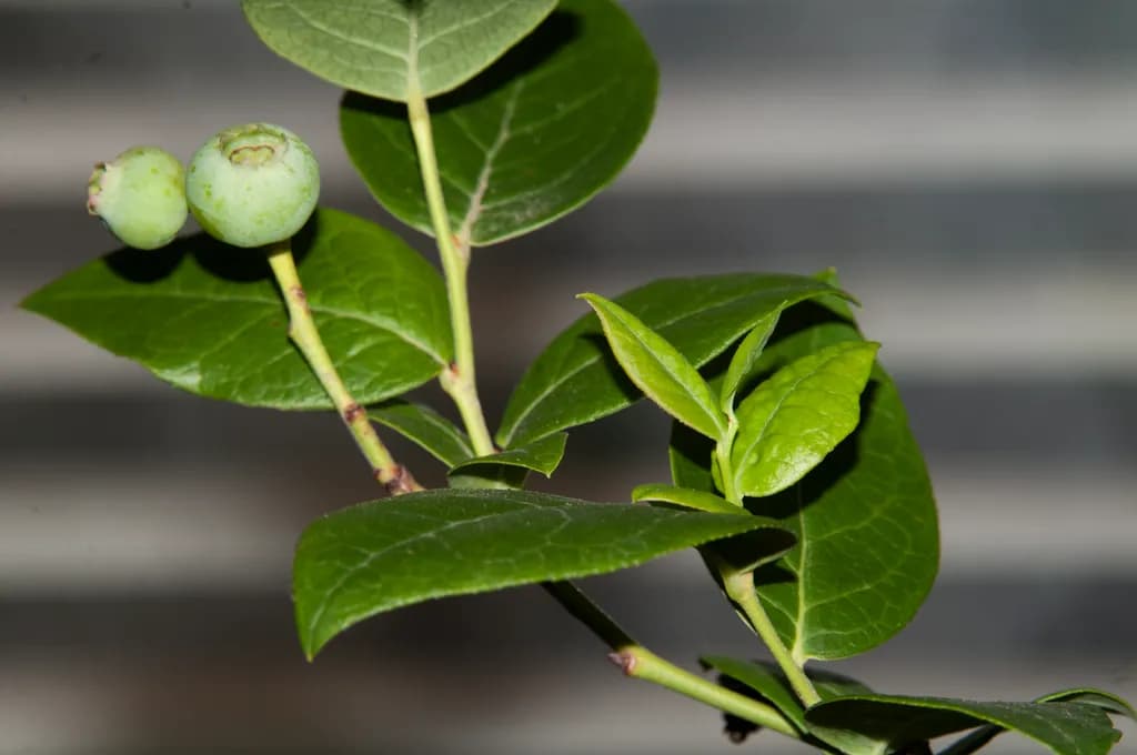 Blueberry Growth