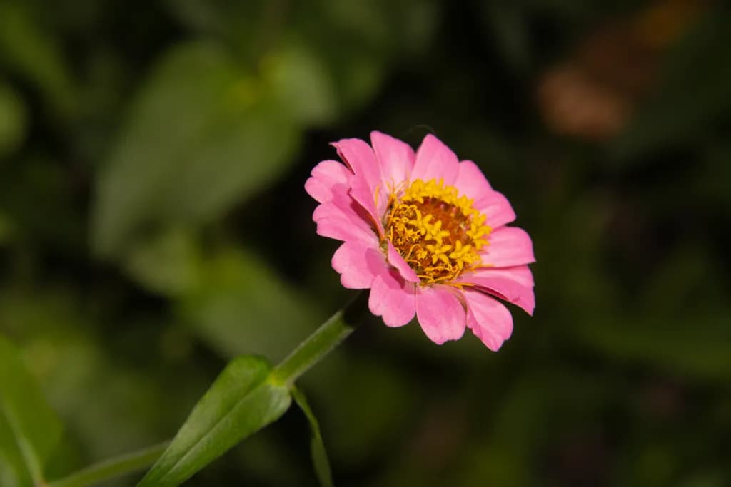 Last of the Zinnas