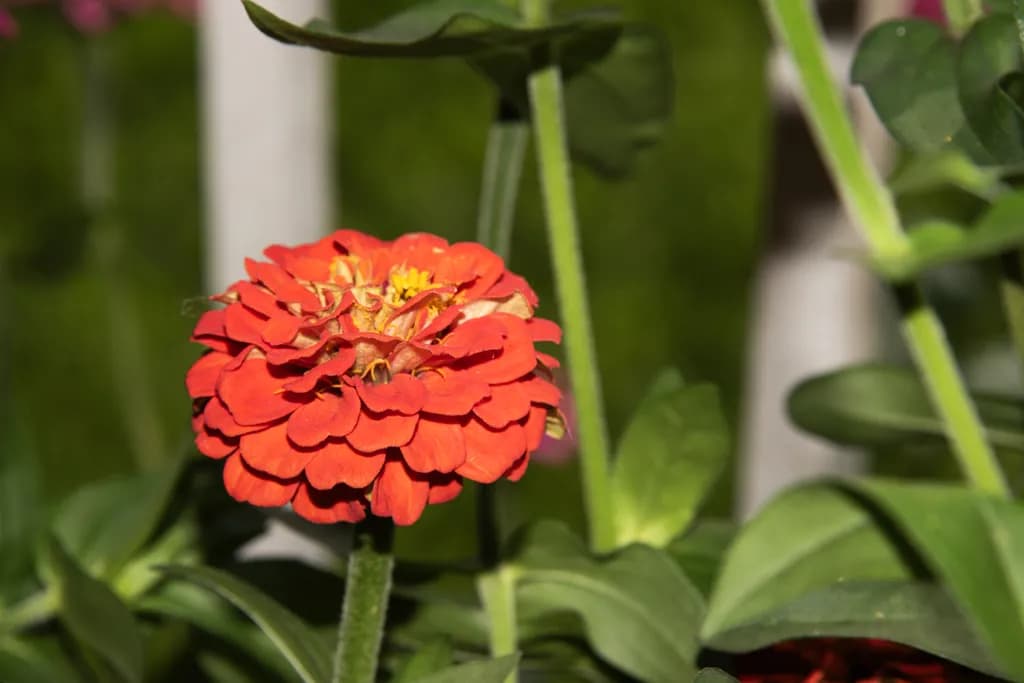 The Last Zinna