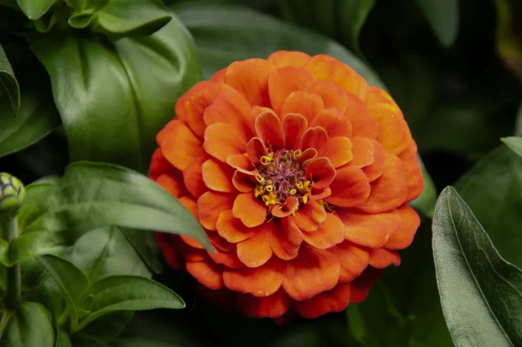 Different Zinnia
