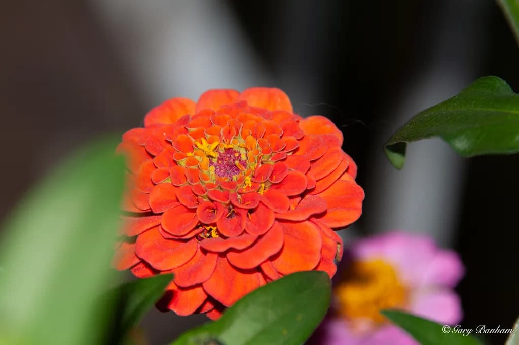 New Zinna