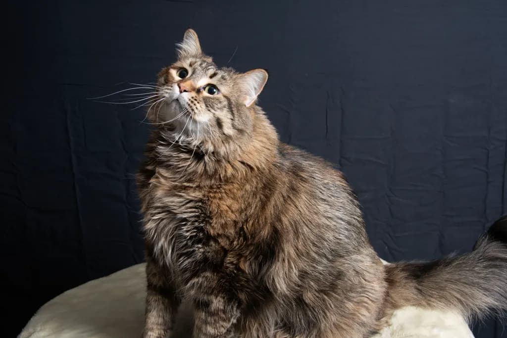 Pigeon the Cat