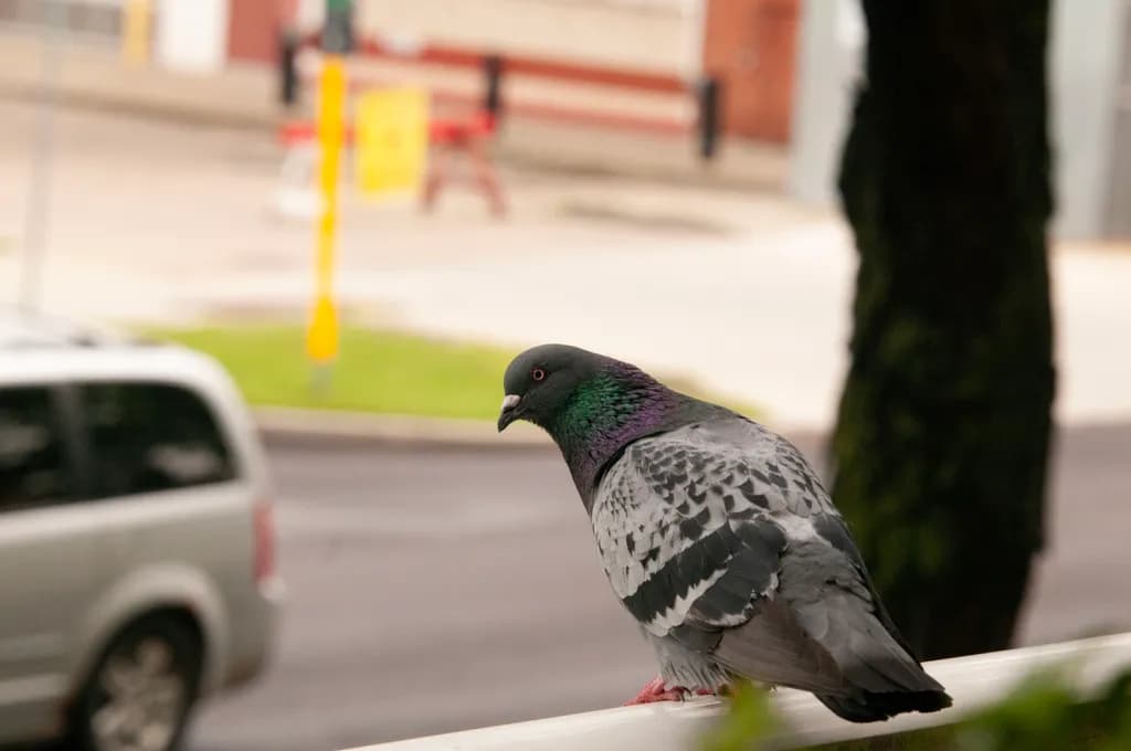 City Pigeon